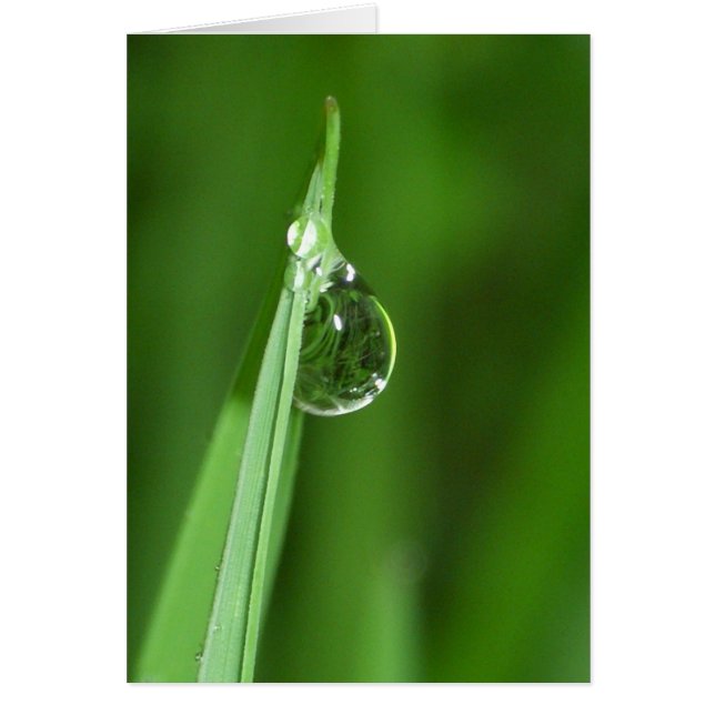 Hierba verde y gota de agua con reflexión (Frente)