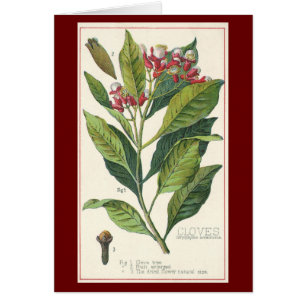 Hierbas alimenticias vintage especias, tendedero