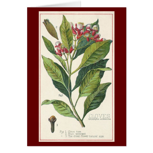 Hierbas alimenticias vintage especias, tendedero (Frente)