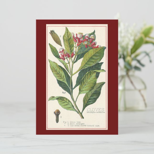 Hierbas alimenticias vintage especias, tendedero (Anverso de pie)