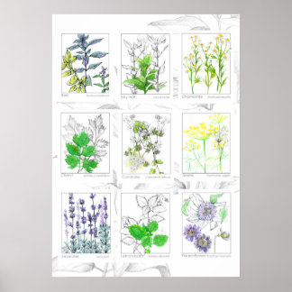 Hierbas de cocina plantas medicinales de arte botá