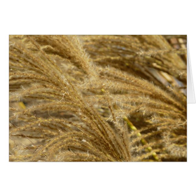 Hierbas ornamentales en otoño (Anverso (Horizontal))