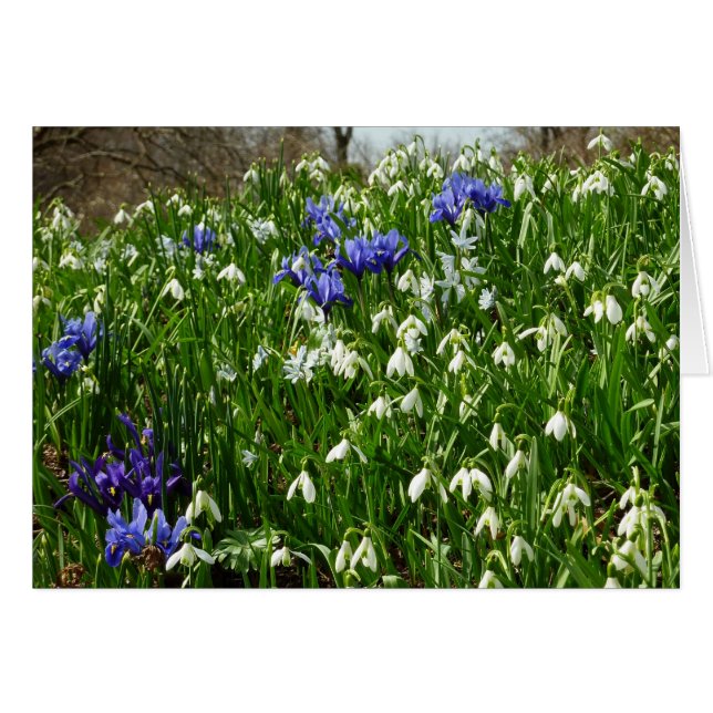 Hillside of Early Spring Flowers Landscape (Anverso (Horizontal))