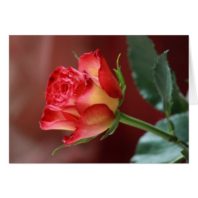 Hindi - Te amo (Anverso (Horizontal))