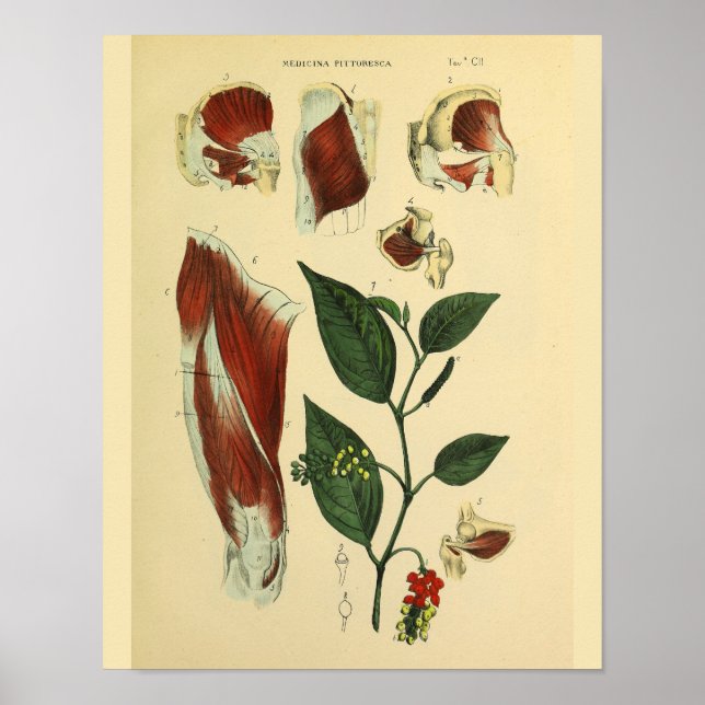 Hip Thigh Knee Muscles Anatomía Arte Imprimir (Frente)