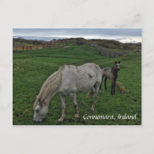 Hípica y tonta, postal irlandesa