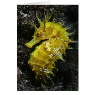 Hipocampo amarillo Guttulatus del Seahorse el  