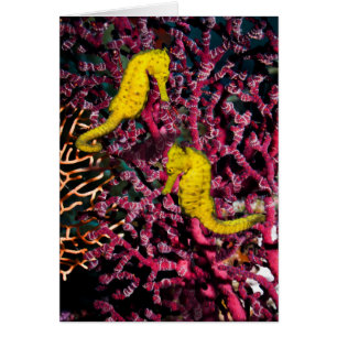 Hipocampo común Taeniopterus del caballo de mar el