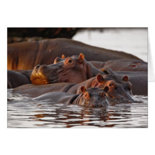 Hipopótamo, Hippopotamus amphibius, Lago