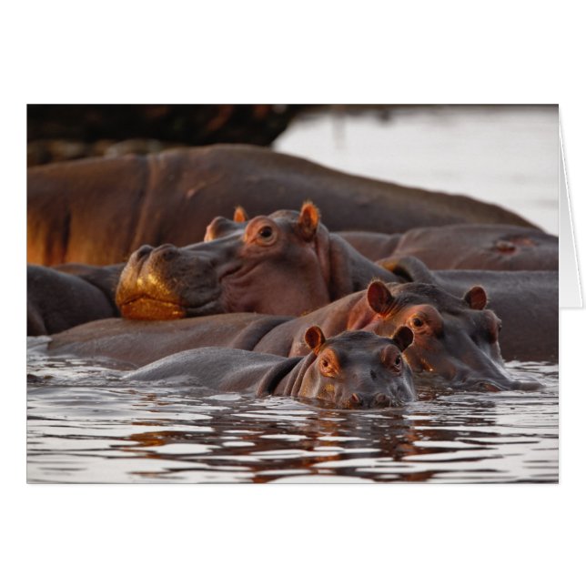 Hipopótamo, Hippopotamus amphibius, Lago (Anverso (Horizontal))
