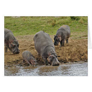 Hipopótamo, Hippopotamus amphibius, Serengeti