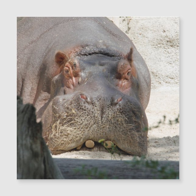 Hippo_20171101_by_JAMFoto (Anverso)