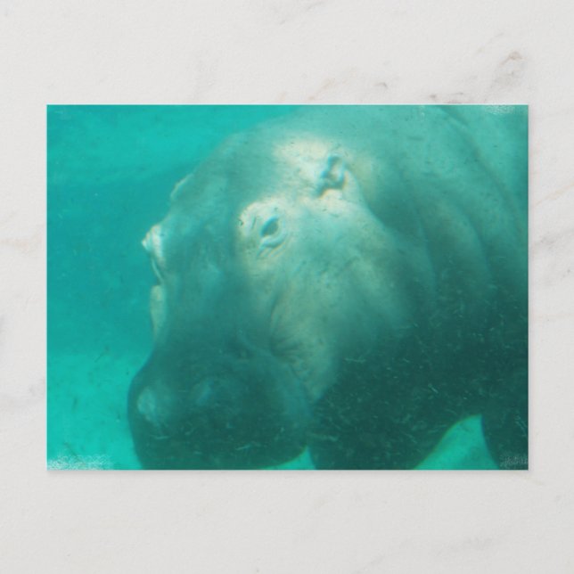 Hippo bajo la postal Water Postcard (Anverso)
