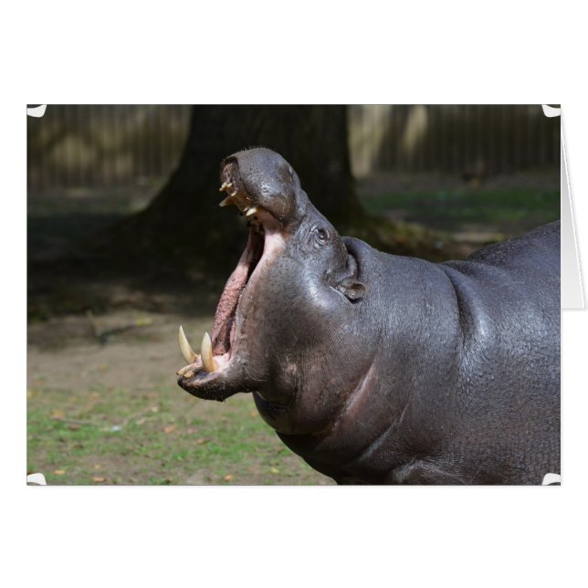 Hippo con la boca abierta (Anverso (Horizontal))