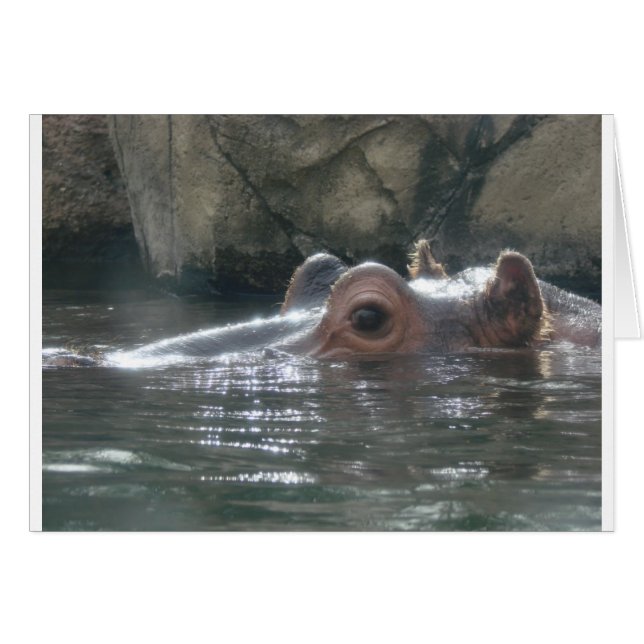 Hippo Peek a Boo (Anverso (Horizontal))