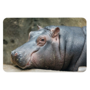 Hippopótamo imán