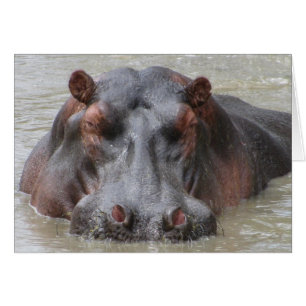 Hippopotamus