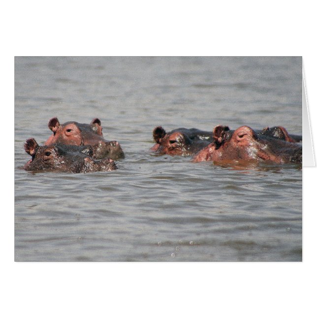 Hippos (Anverso (Horizontal))