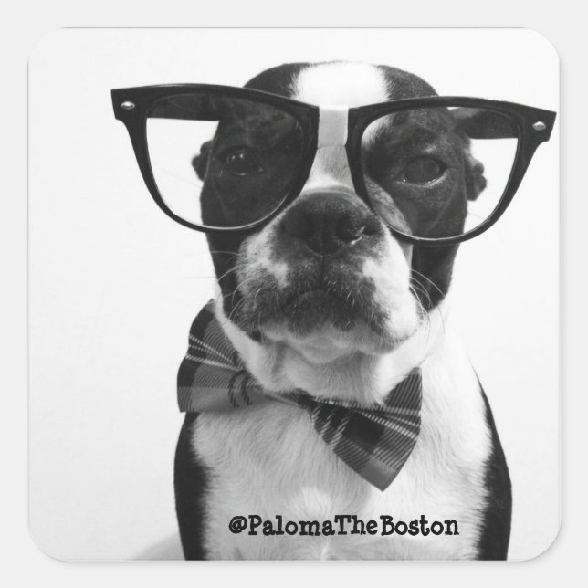 Hipster Boston Terrier con Pegatinas de Glasses (Anverso)