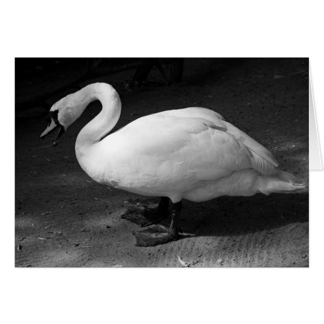 HiSSs (Anverso (Horizontal))