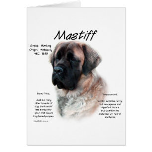 Historia de Apricot Fluffy Mastiff