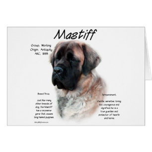Historia de Apricot Fluffy Mastiff