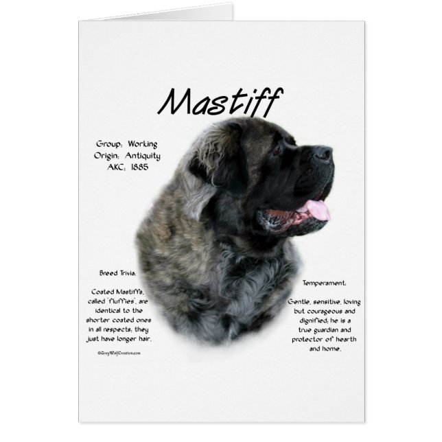 Historia de Brindle Fluffy Mastiff (Frente)