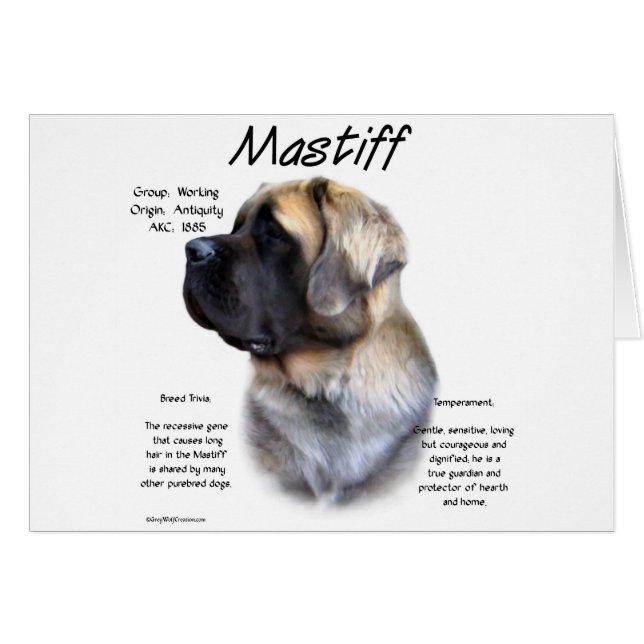 Historia de Fawn Fluffy Mastiff (Anverso (Horizontal))