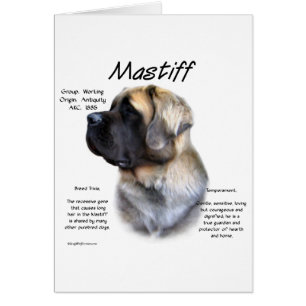 Historia de Fawn Fluffy Mastiff