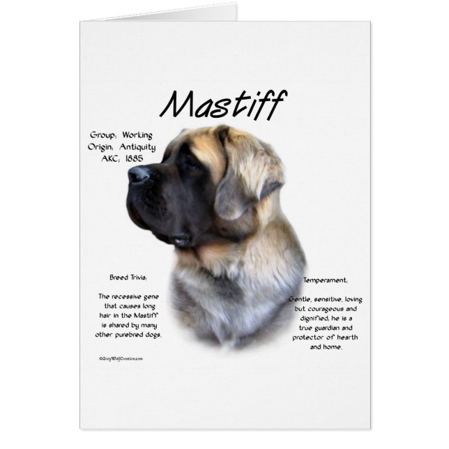 Historia de Fawn Fluffy Mastiff (Frente)
