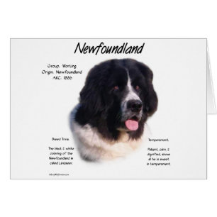Historia de Terranova, me encantan los Newfies