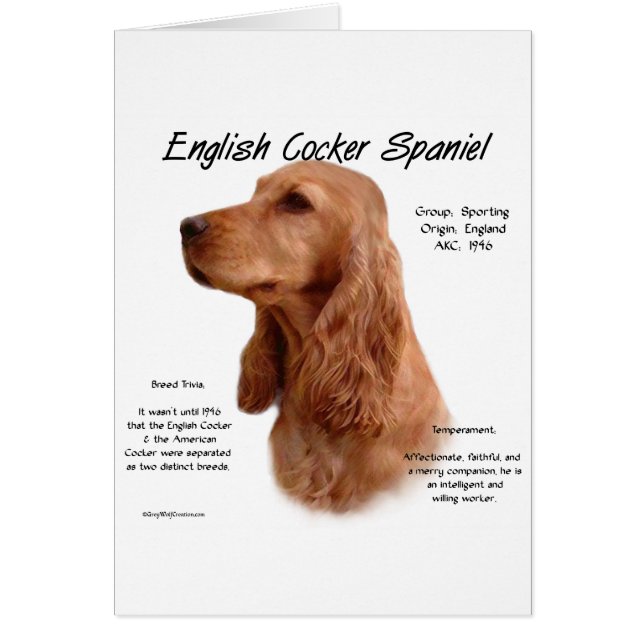 Historia española del Cocker inglés rojo (Frente)