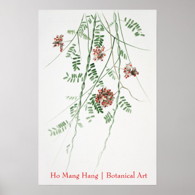 Ho Mang Hang poster de arte botánico 1 (Frente)
