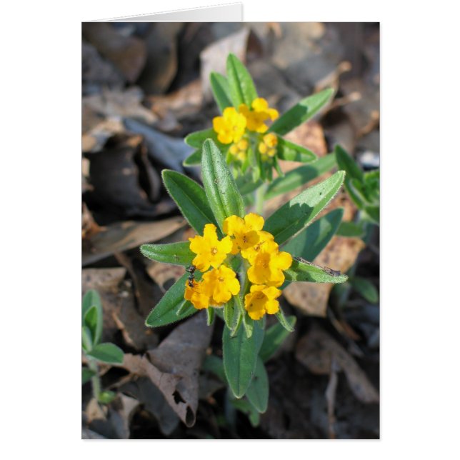 Hoary Puccoon (Frente)
