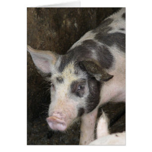 Hog visto todas las ocasiones