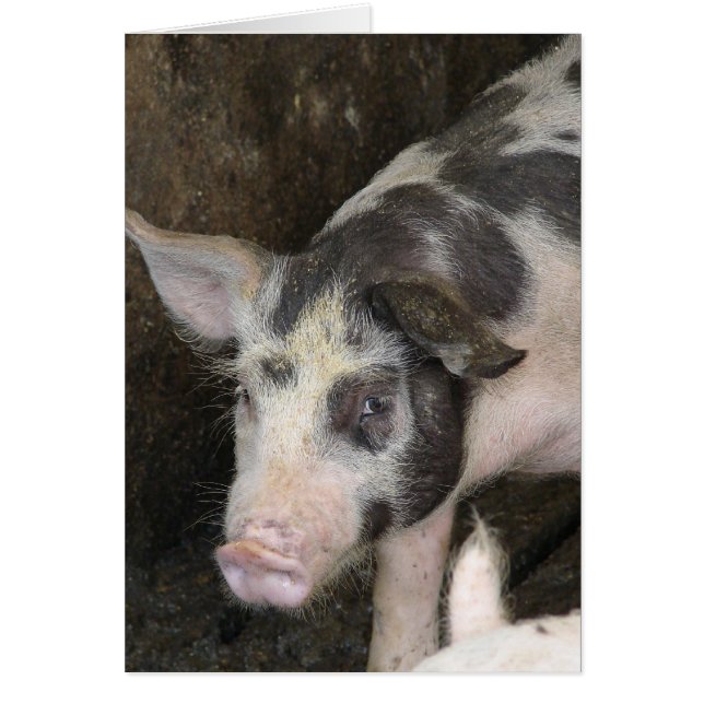 Hog visto todas las ocasiones (Frente)