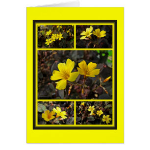 Hogar Oxalis De Flor Amarilla