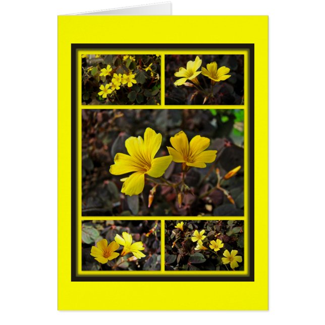 Hogar Oxalis De Flor Amarilla (Frente)