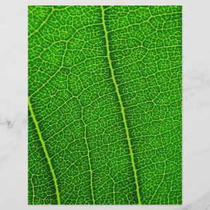 Hoja