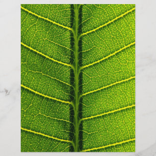 Hoja