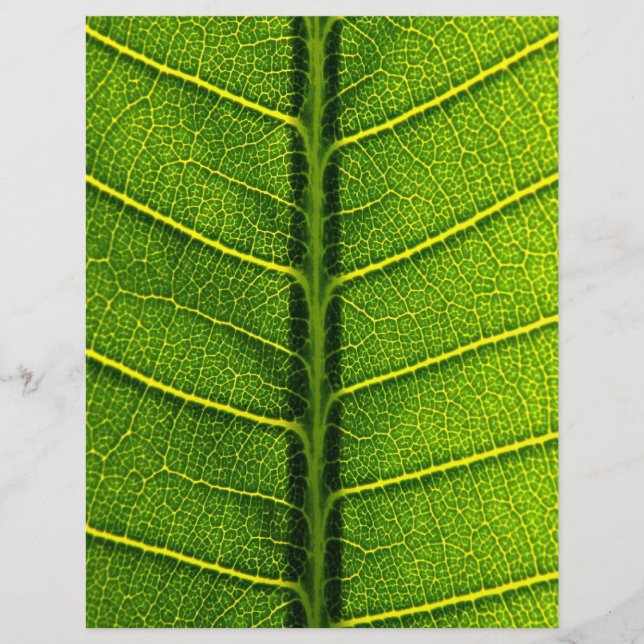 Hoja (Frente)