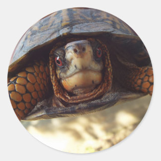 Hoja de 20 Pegatinas de tortuga