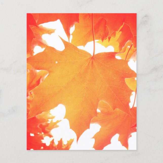 Hoja de Arce Naranja Tinteada (Anverso)