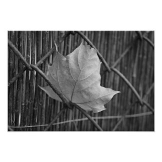 Hoja de arce seca - Foto Pronot