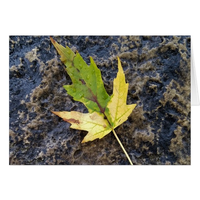 Hoja de arce , sobres blancos incluidos (Anverso (Horizontal))