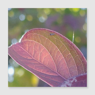 Hoja De Caída Roja Y Tarjeta Magnética Bokeh