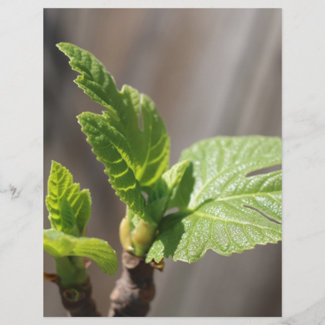 Hoja de higo fresca (Anverso)