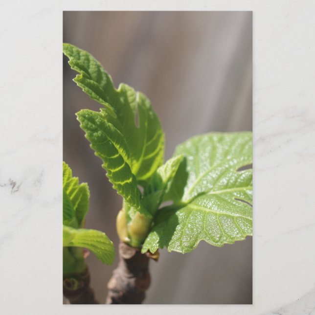 Hoja de higo fresca (Anverso)