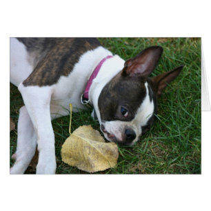 Hoja de Martha
