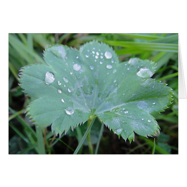 Hoja de mujer abrigo con gota, postal, en blanco (Anverso (Horizontal))